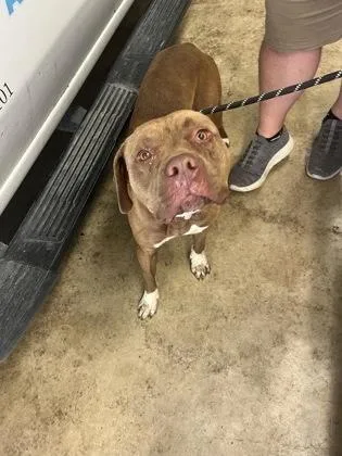 An adult large-sized male American Staffordshire Terrier dog named Chowder for adoption in Gainesville, FL