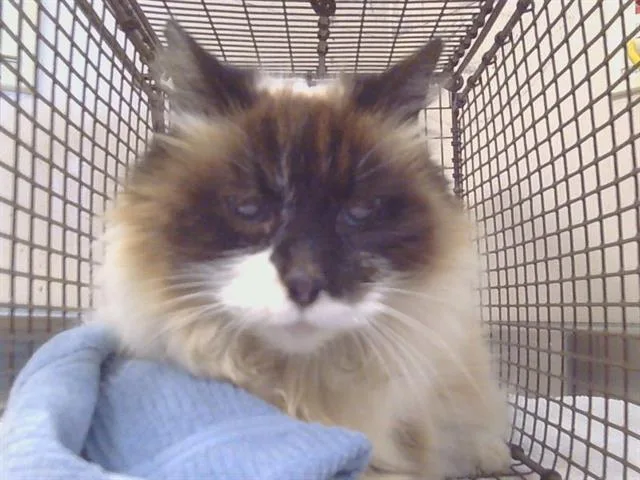 A senior medium-sized female Himalayan cat named Hermione for adoption in Sacramento, CA