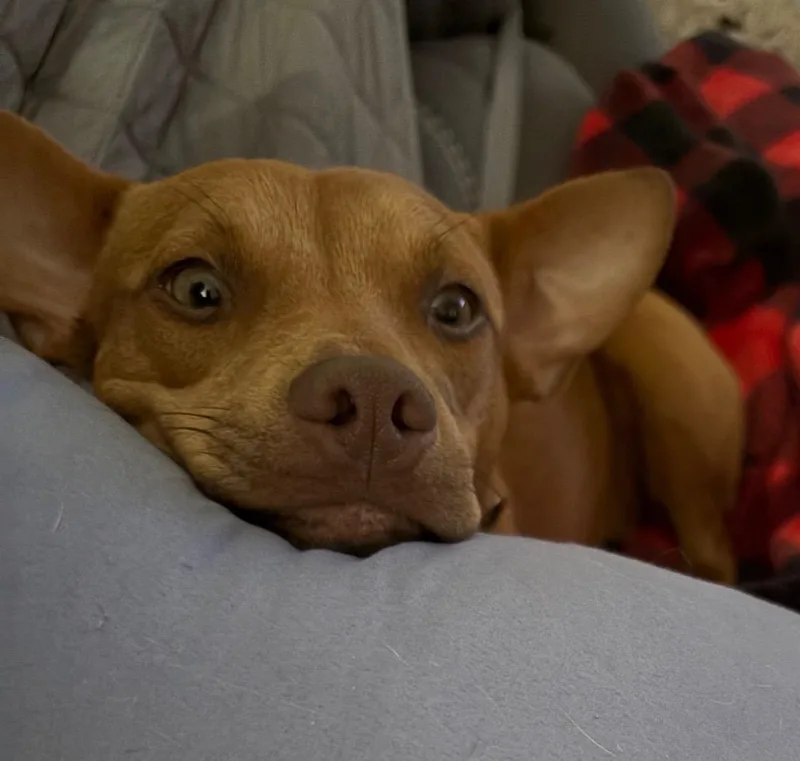 Ginger Dominique thumbnail 4