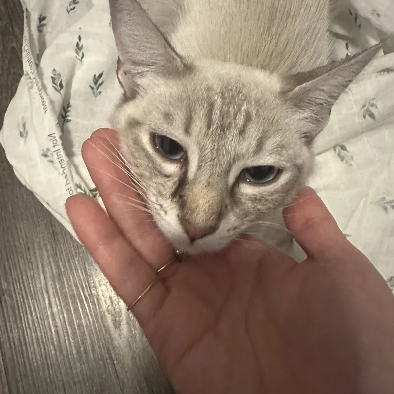 A young medium-sized female Siamese cat named Rumi for adoption in Santa Monica, CA