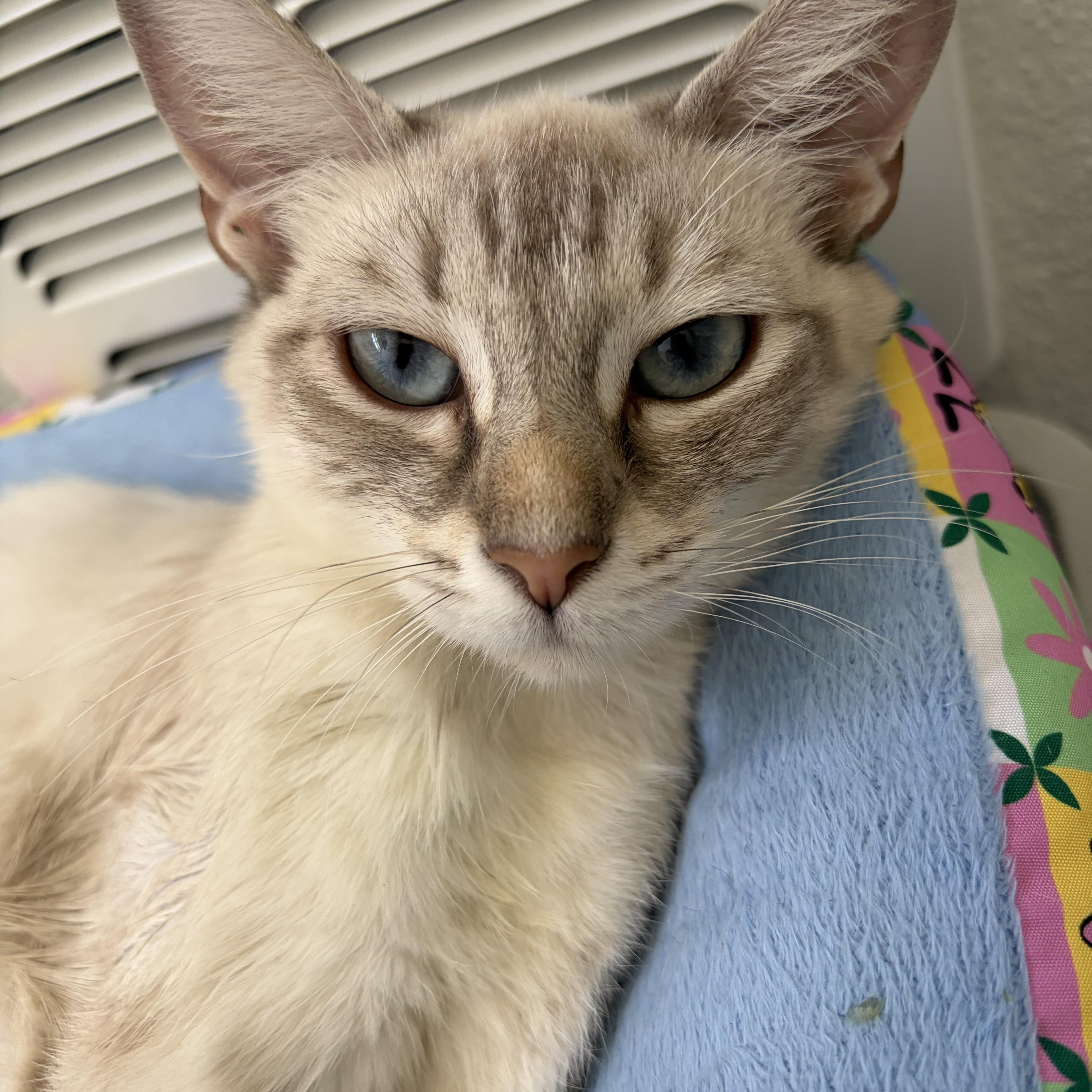 Rumi thumbnail 3