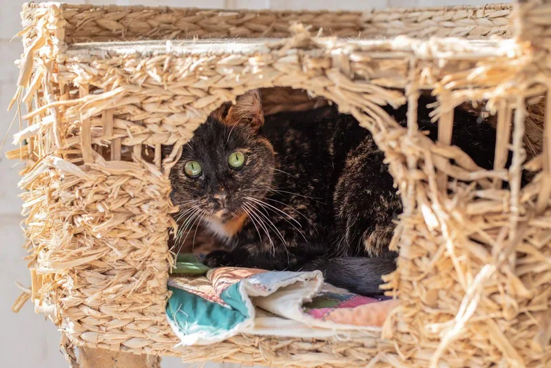 Sonia & Cookie thumbnail 2