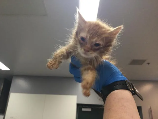 A baby small-sized male Domestic Medium Hair cat named A for adoption in Thousand Palms, CA