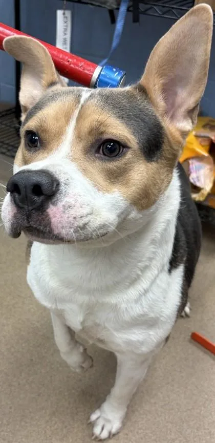 An adult large-sized male Mixed Breed dog named Code for adoption in Chamblee, GA
