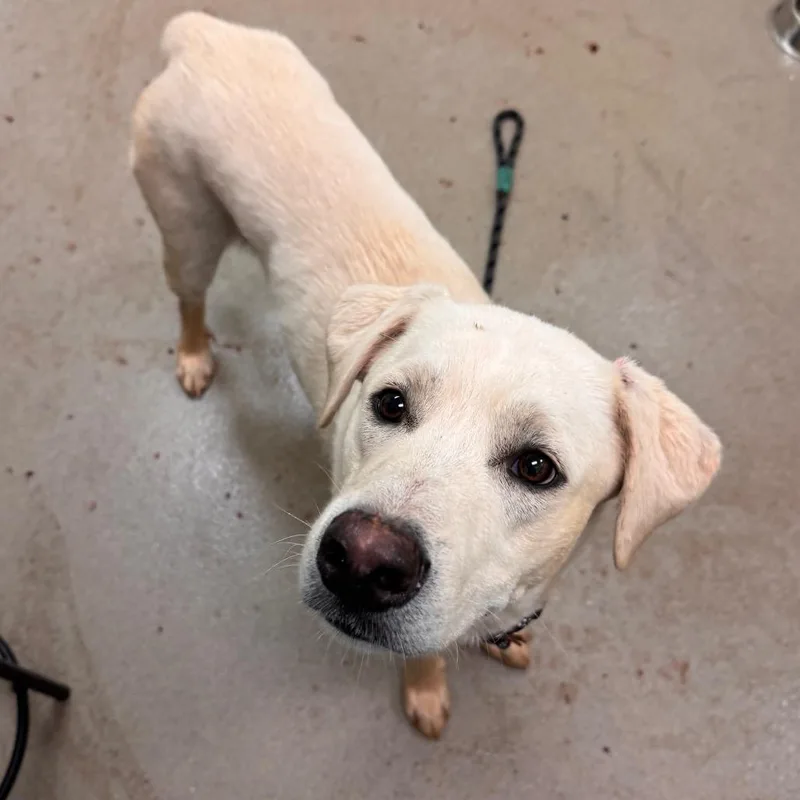 A young large-sized male White / Cream Labrador Retriever dog named Shy Guy for adoption in Lynchburg, VA