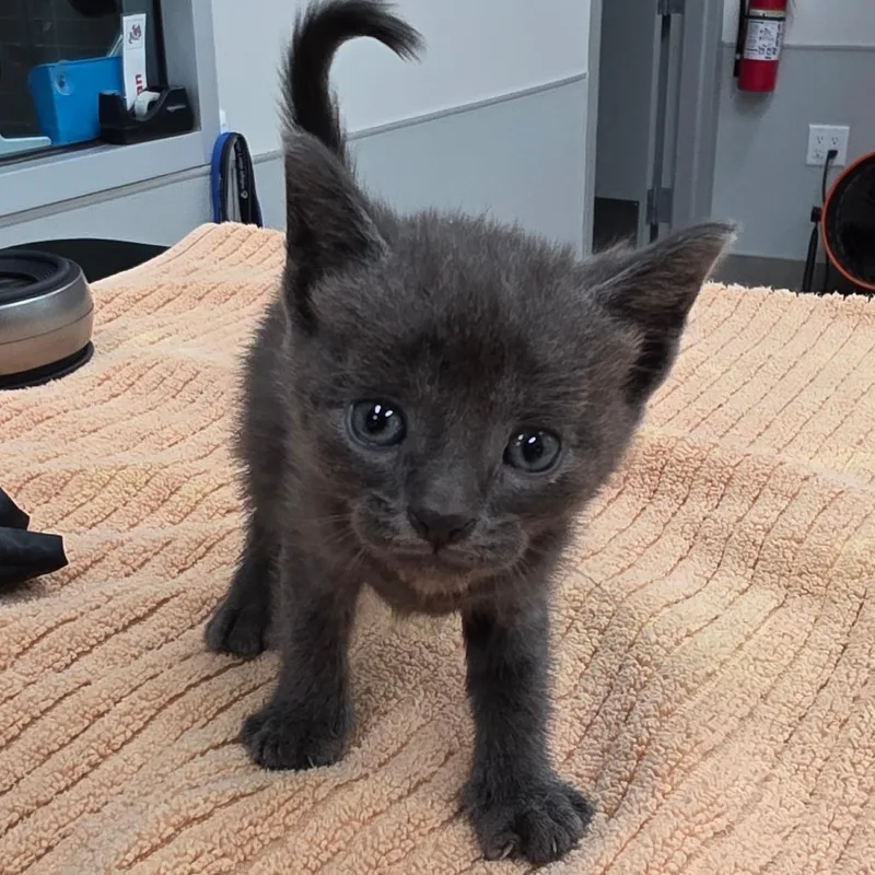 A baby small-sized female Gray / Blue / Silver Domestic Short Hair cat named Eleven for adoption in Jupiter, FL