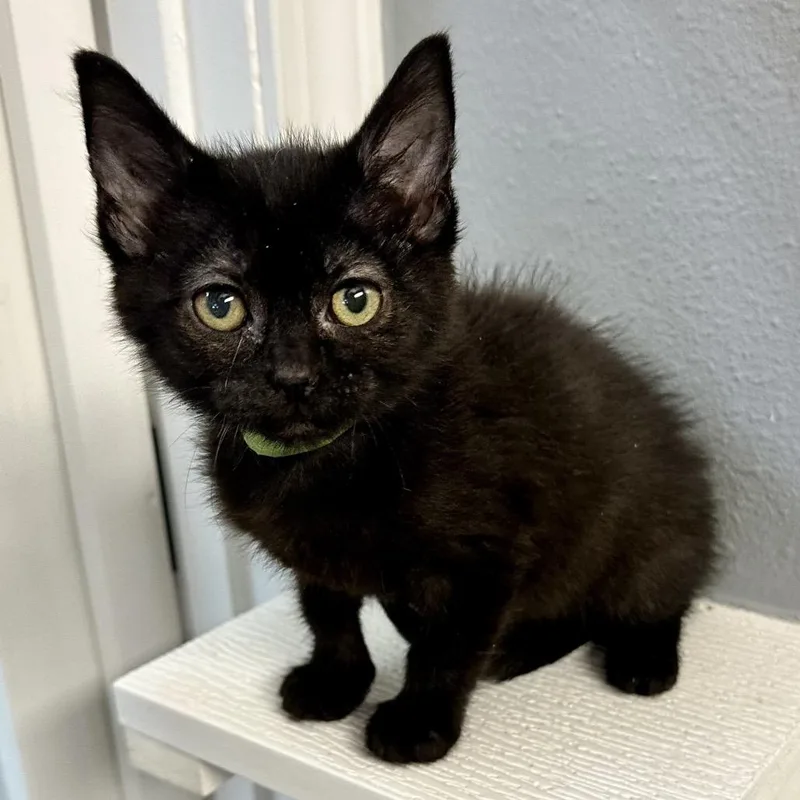 A baby small-sized male Black Domestic Short Hair cat named Titus FC KG for adoption in Union, MO