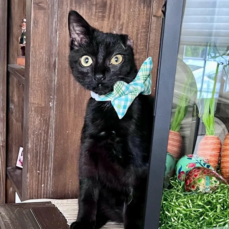 Vincent Van Gogurt thumbnail 2