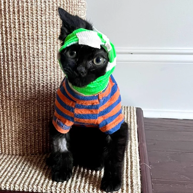 Vincent Van Gogurt thumbnail 3