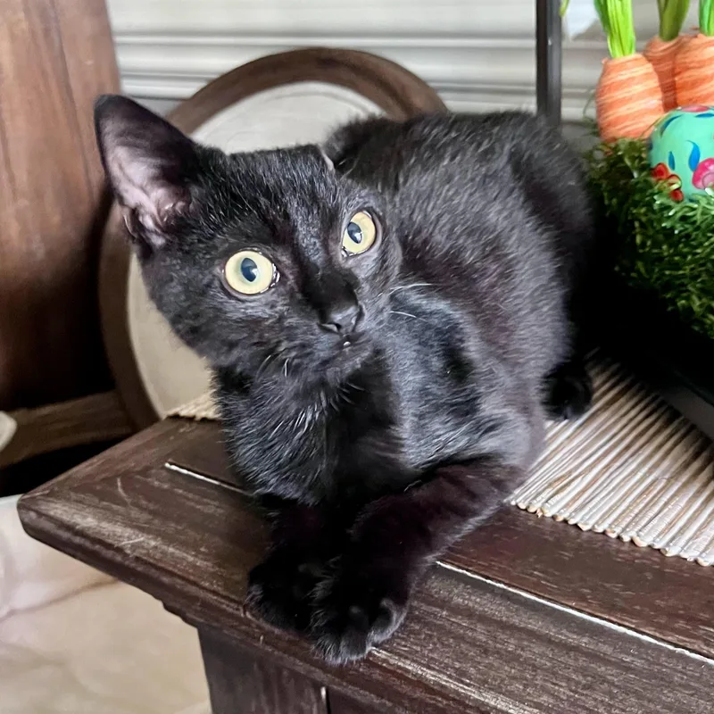 Vincent Van Gogurt thumbnail 4