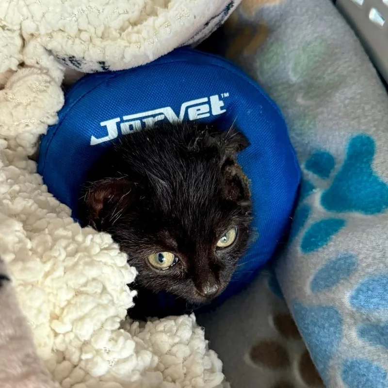 Vincent Van Gogurt thumbnail 5