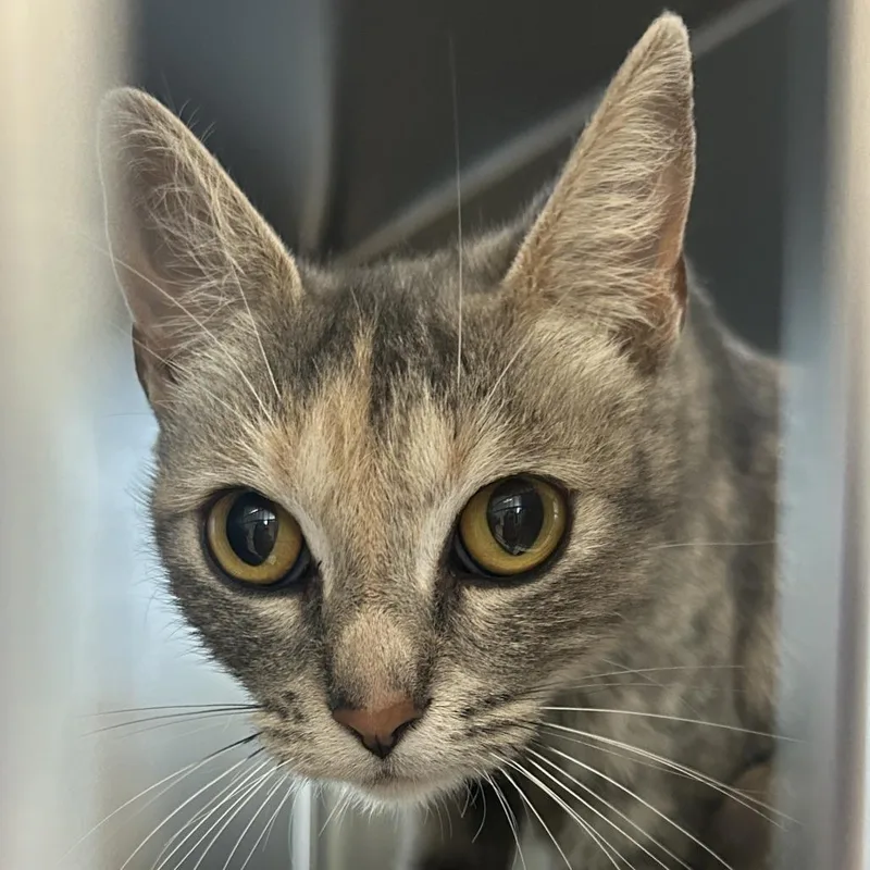An adult medium-sized female Torbie Domestic Short Hair cat named Duchess for adoption in Tacoma, WA
