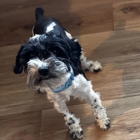 Charlie