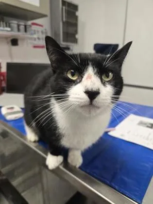 An adult medium-sized male Domestic Short Hair cat named Marshmellow Feet for adoption in West Chester, PA