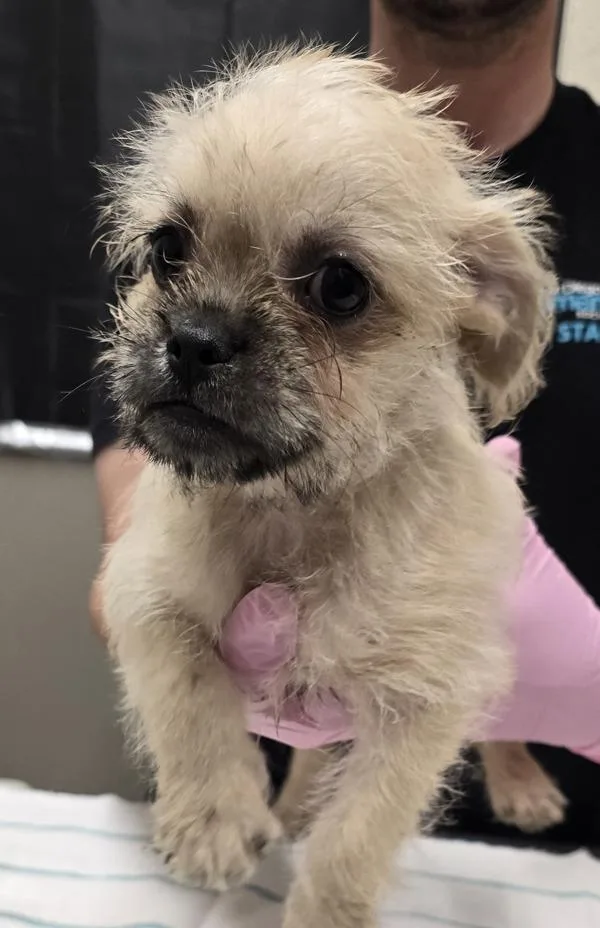 A baby small-sized female Terrier dog named Oogly for adoption in El Cajon, CA