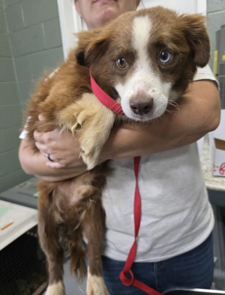 An adult small-sized male Australian Shepherd dog named Arbie for adoption in Washington, DC