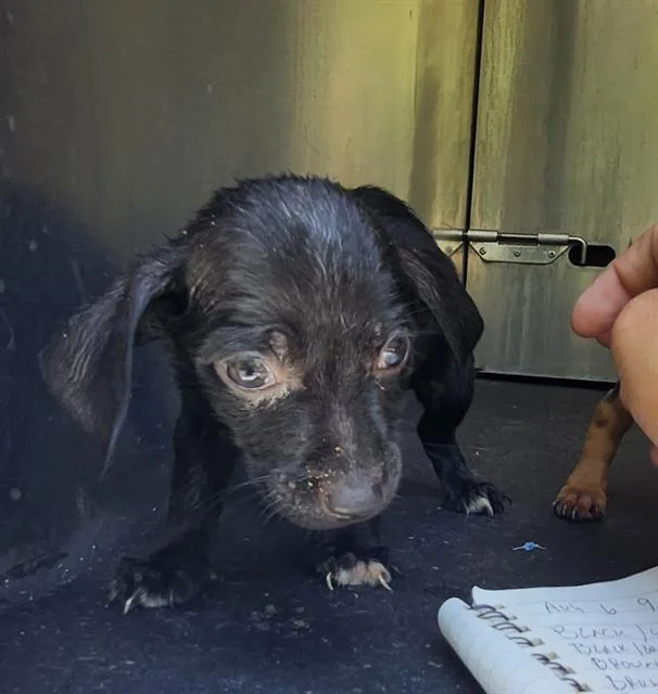 A baby small-sized male Terrier dog named Baba for adoption in San Antonio, TX