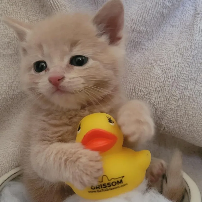 A baby small-sized female Buff / Tan / Fawn Domestic Medium Hair cat named Tac for adoption in Tipton, IN