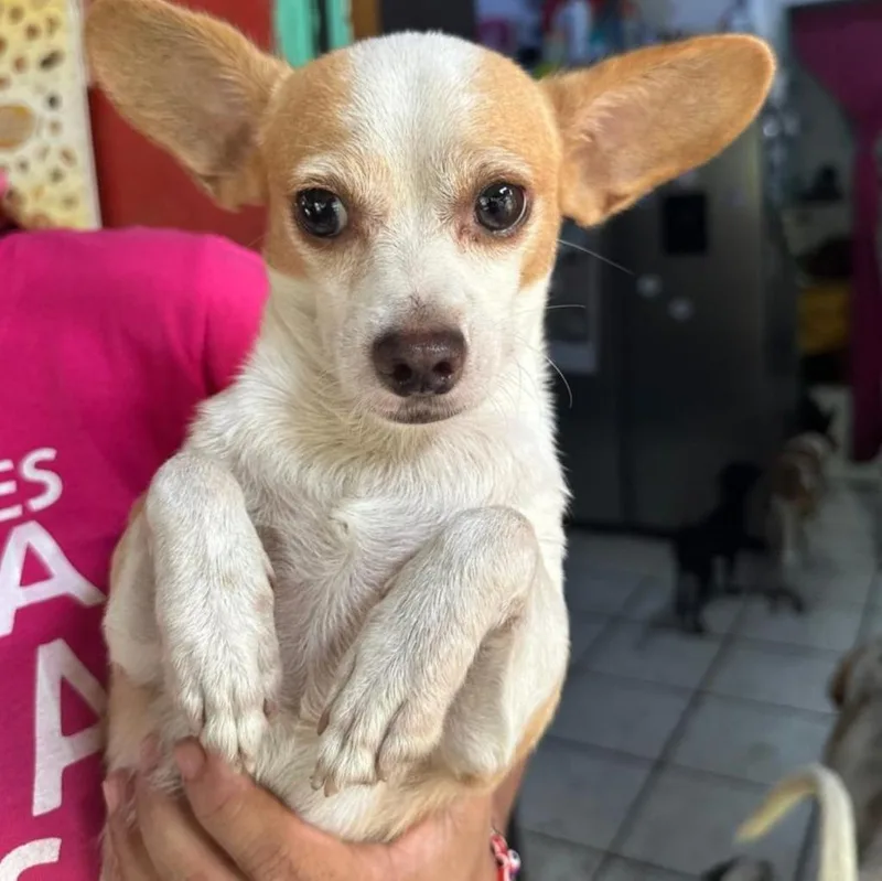An adult small-sized male Chihuahua dog named Bruno for adoption in San Diego, CA