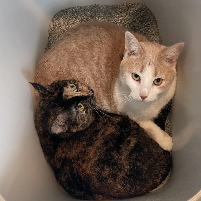 Finnegan thumbnail 2