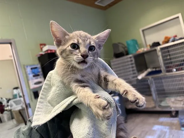 Spicy