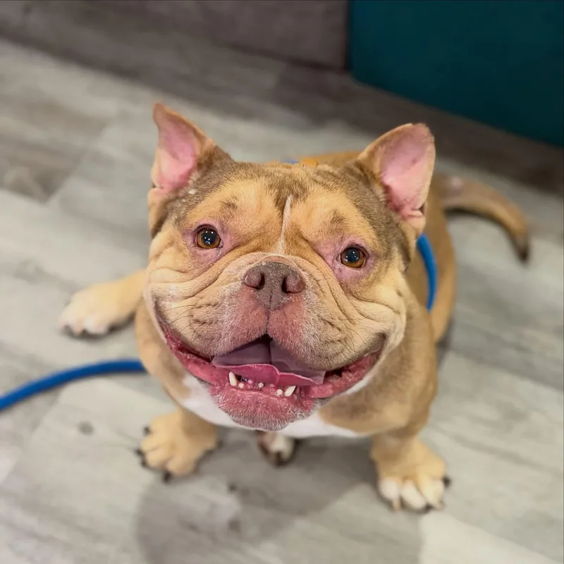 A young medium-sized female American Bully dog named Molly for adoption in Las Vegas, NV