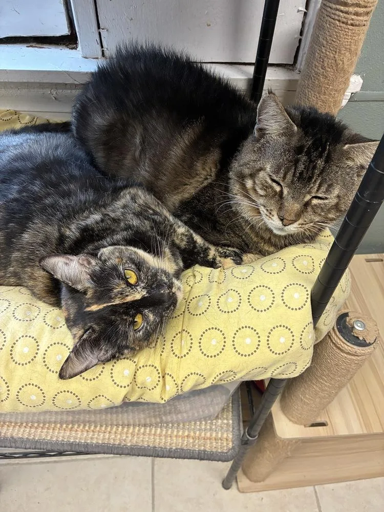 Magical Monet thumbnail 3