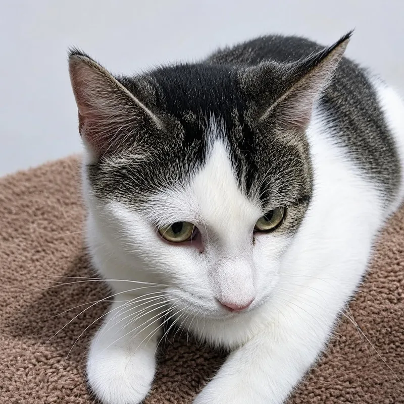 A young small-sized male White American Shorthair cat named Hissy for adoption in Blue Earth, MN