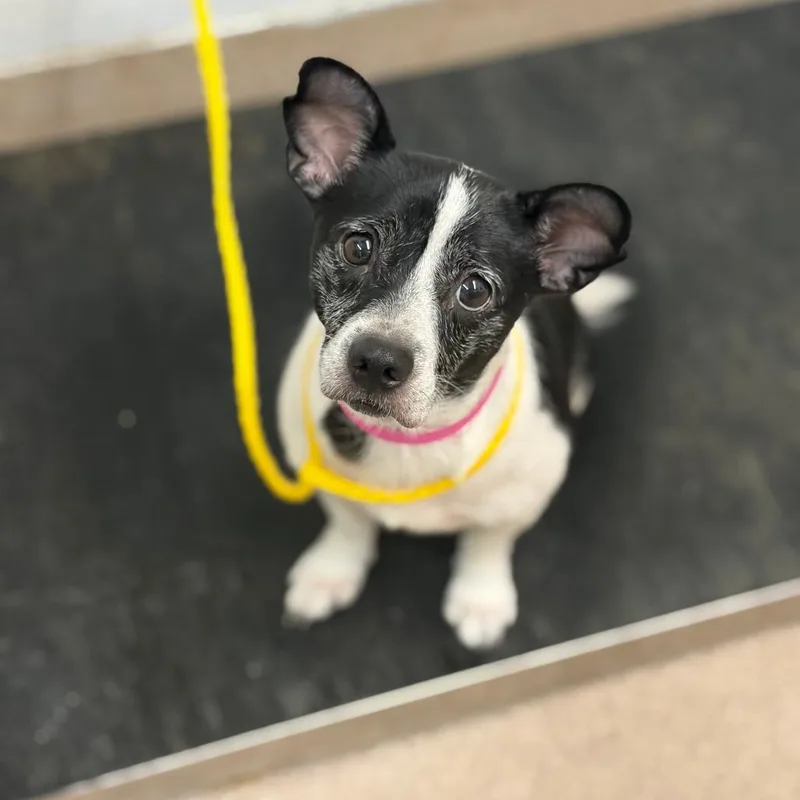 An adult small-sized female Black Jack Russell Terrier dog named Soshi for adoption in Ardmore, OK