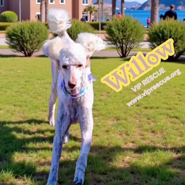 Willow  Myakka City thumbnail 2