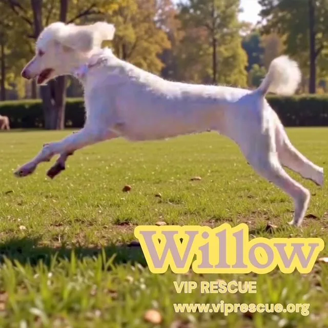 Willow  Myakka City thumbnail 5