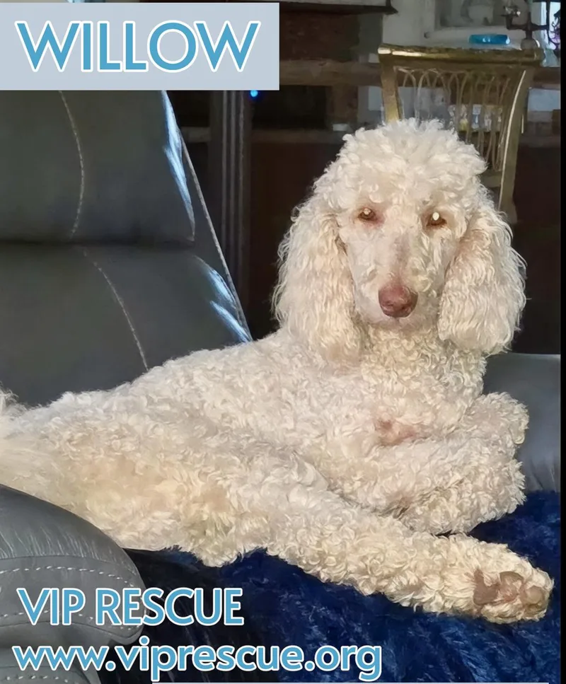 An adult medium-sized female Yellow / Tan / Blond / Fawn Standard Poodle dog named Willow Myakka City for adoption in Redington Beach, FL