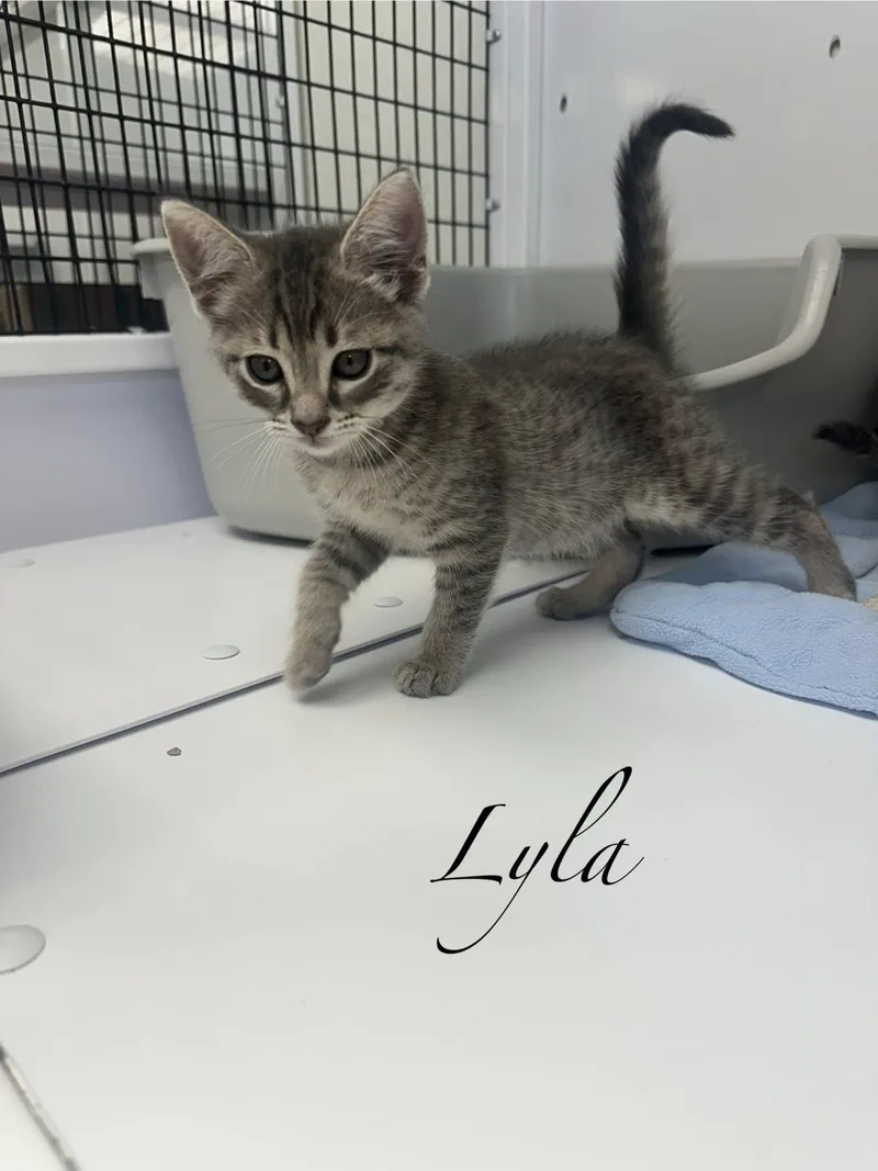 A baby medium-sized male Gray / Blue / Silver Domestic Medium Hair cat named Checkers for adoption in Port Lavaca, TX