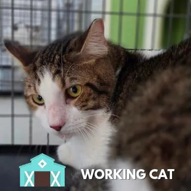 An adult large-sized male Domestic Short Hair cat named Hank for adoption in Sarasota, FL