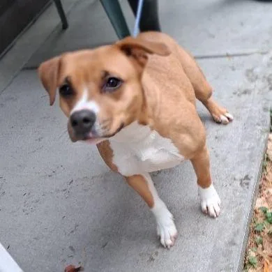 A young medium-sized female Terrier dog named Ginger for adoption in Philippi, WV