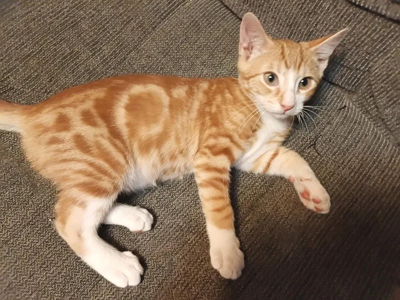 A baby medium-sized male Tabby (Orange / Red) Tabby cat named Clancy for adoption in San Antonio, TX