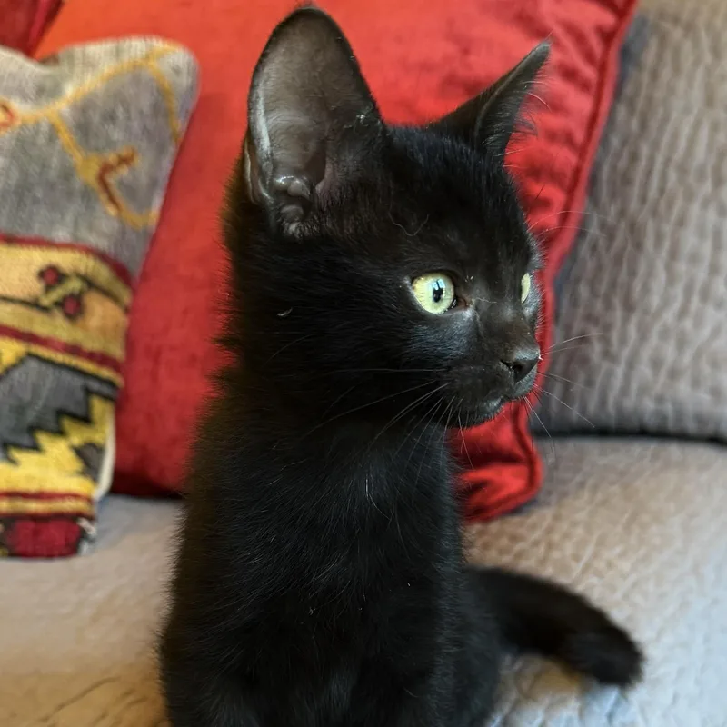 A baby small-sized female Black Domestic Short Hair cat named Everlane for adoption in Bentonville, AR