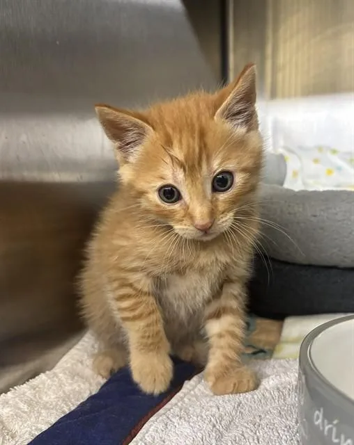 A baby small-sized male Domestic Short Hair cat named Pickled Ginger for adoption in Fremont, CA