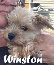 Winston thumbnail 3