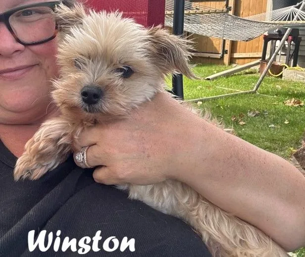 Winston thumbnail 4