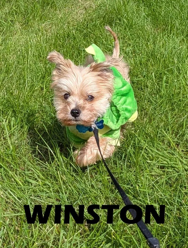 Winston thumbnail 6