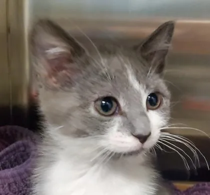 A young large-sized female Domestic Short Hair cat named Hoot for adoption in Kansas City, MO