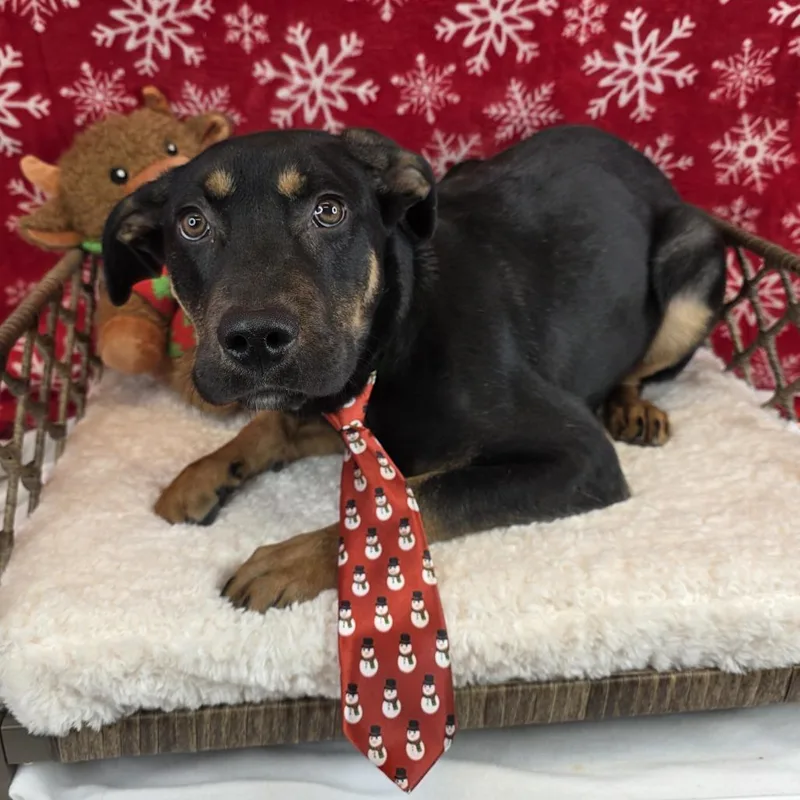 A young large-sized male Black Labrador Retriever dog named John Boy for adoption in Fort Wayne, IN