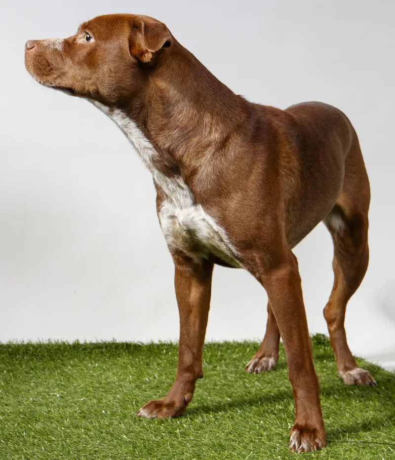 An adult medium-sized female Pit Bull Terrier dog named Nella for adoption in Harvey , LA