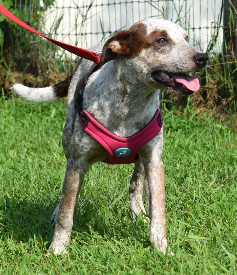 Annieat Petsmart  www.lhar.dog