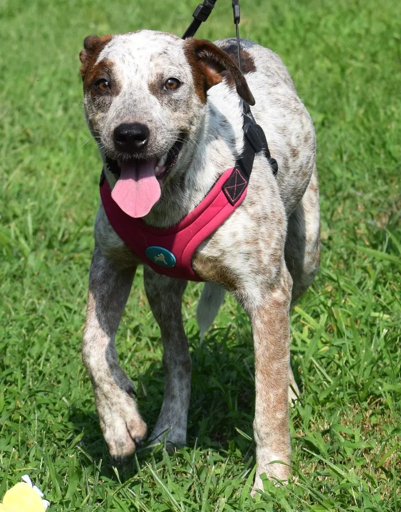 Annieat Petsmart  www.lhar.dog thumbnail 2