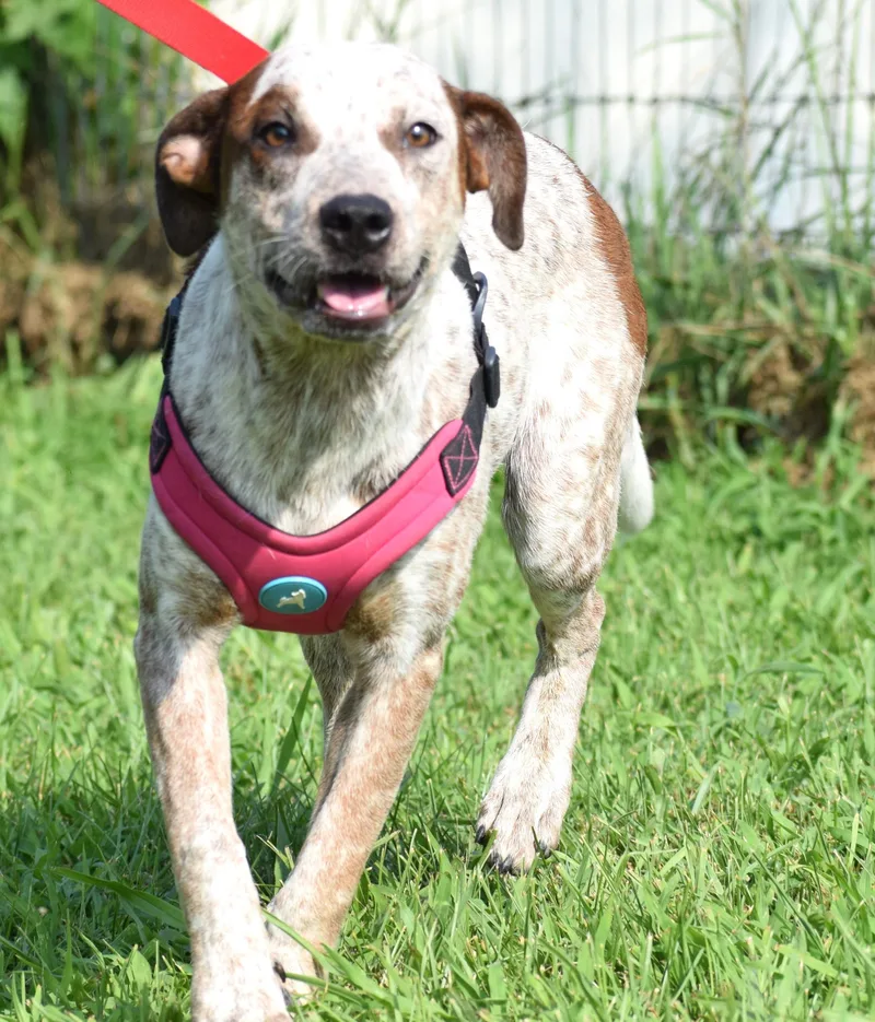 Annieat Petsmart  www.lhar.dog thumbnail 3