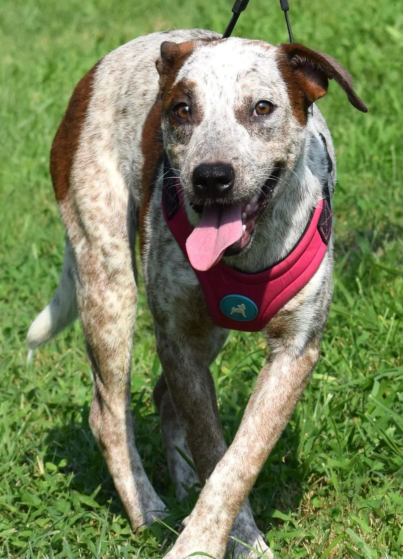 Annieat Petsmart  www.lhar.dog thumbnail 4