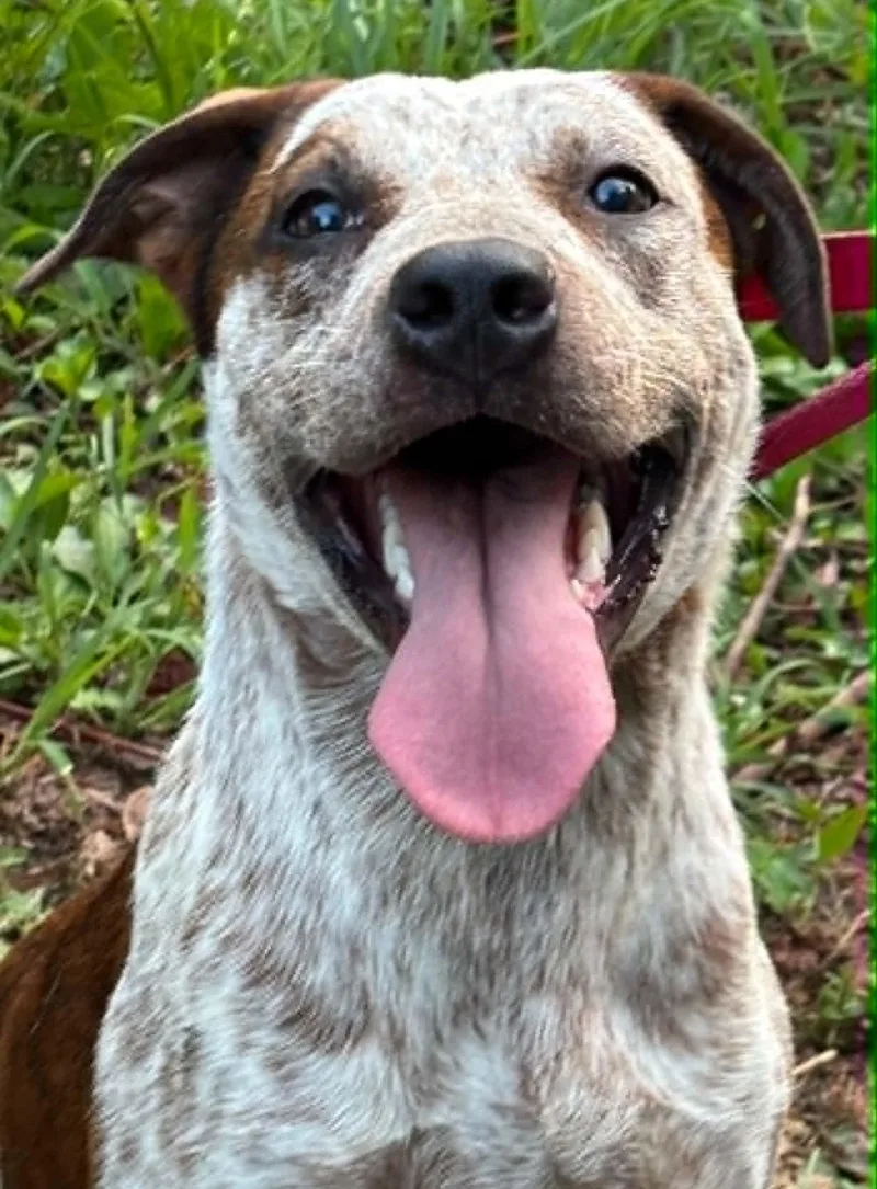 Annieat Petsmart  www.lhar.dog thumbnail 6