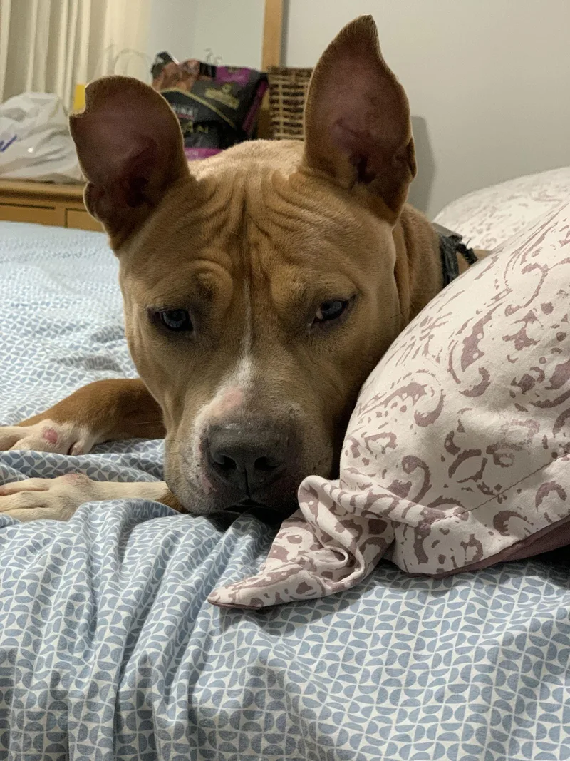 Meatball thumbnail 2